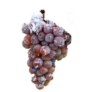 Polyphénols extraits de grappes de vin de glace suisse